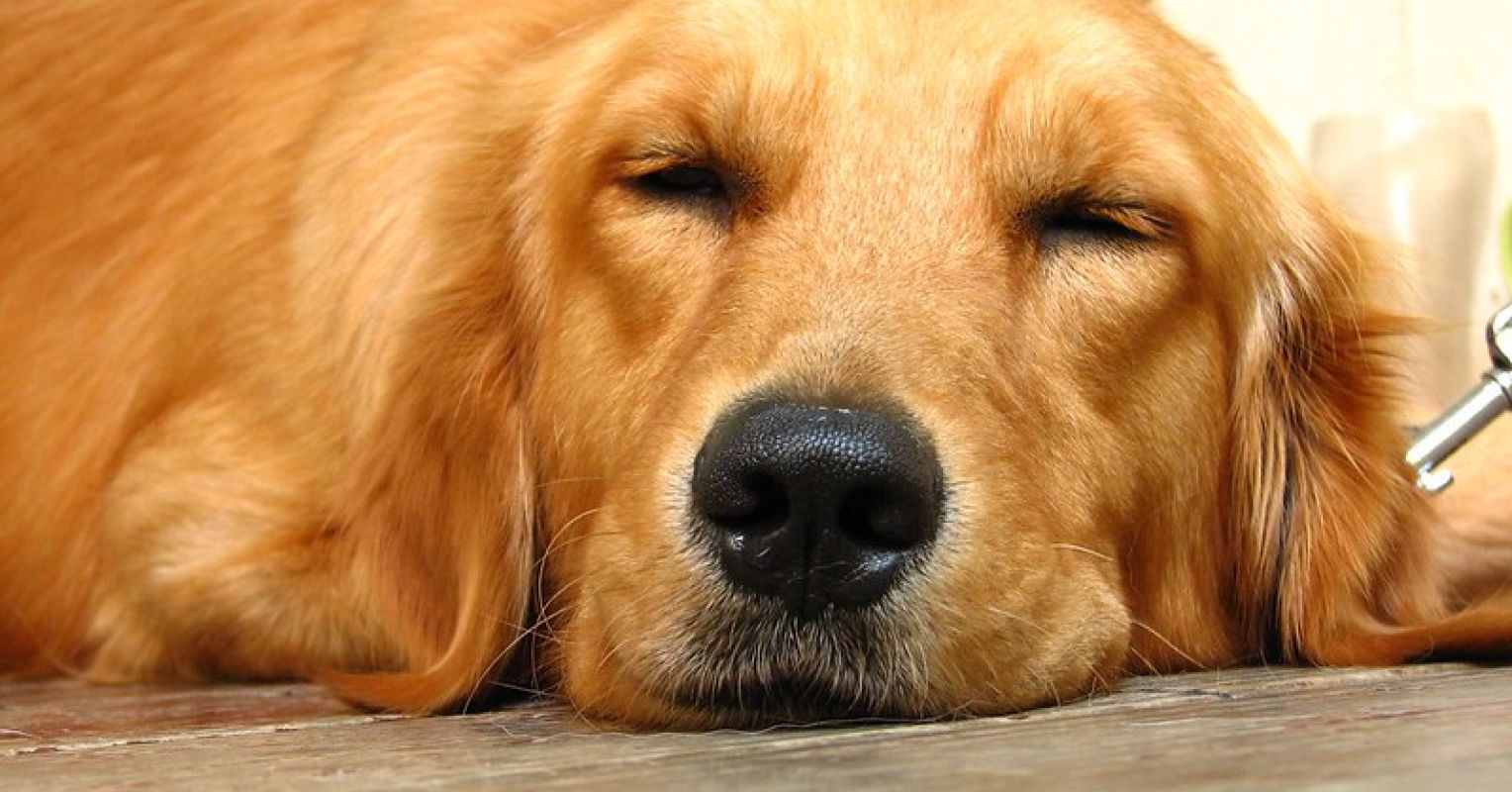 Need to Pet Euthanasia In opposition to Owners’ Wishes Be Lawful?
