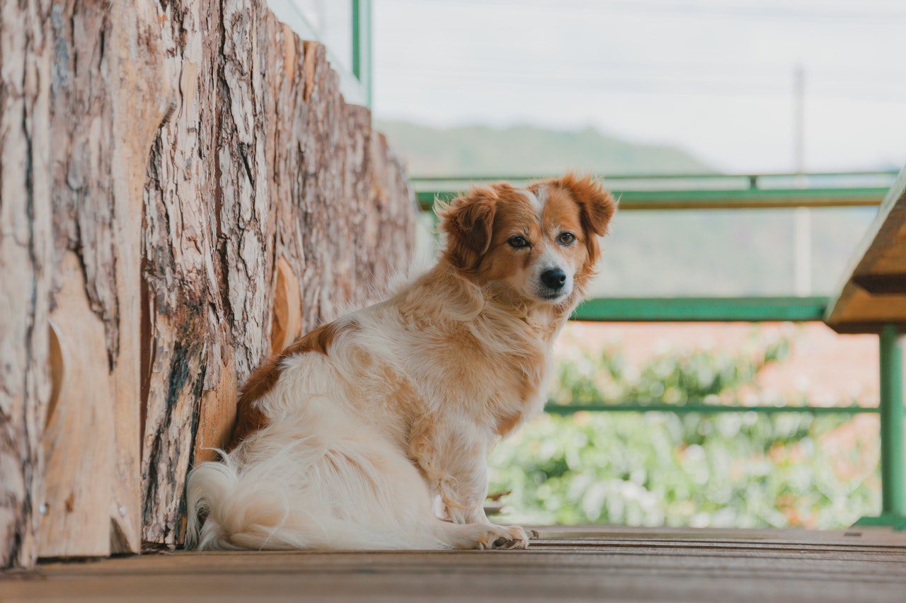 Can Canines Consume Onions or Garlic? Hemolytic Anemia and Pet Insurance policy