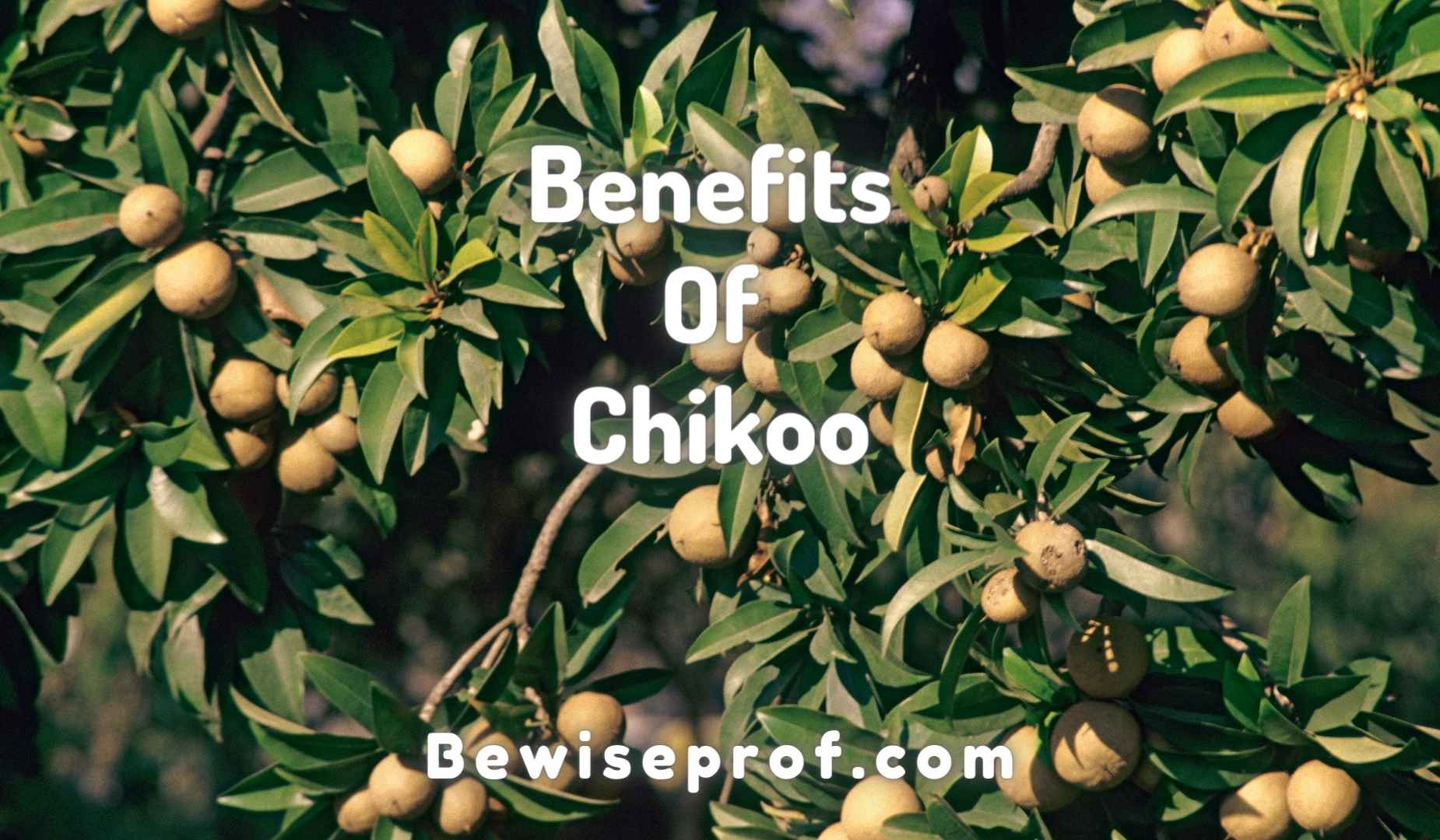 Added benefits Of Chikoo That Will Make Will Surprise You