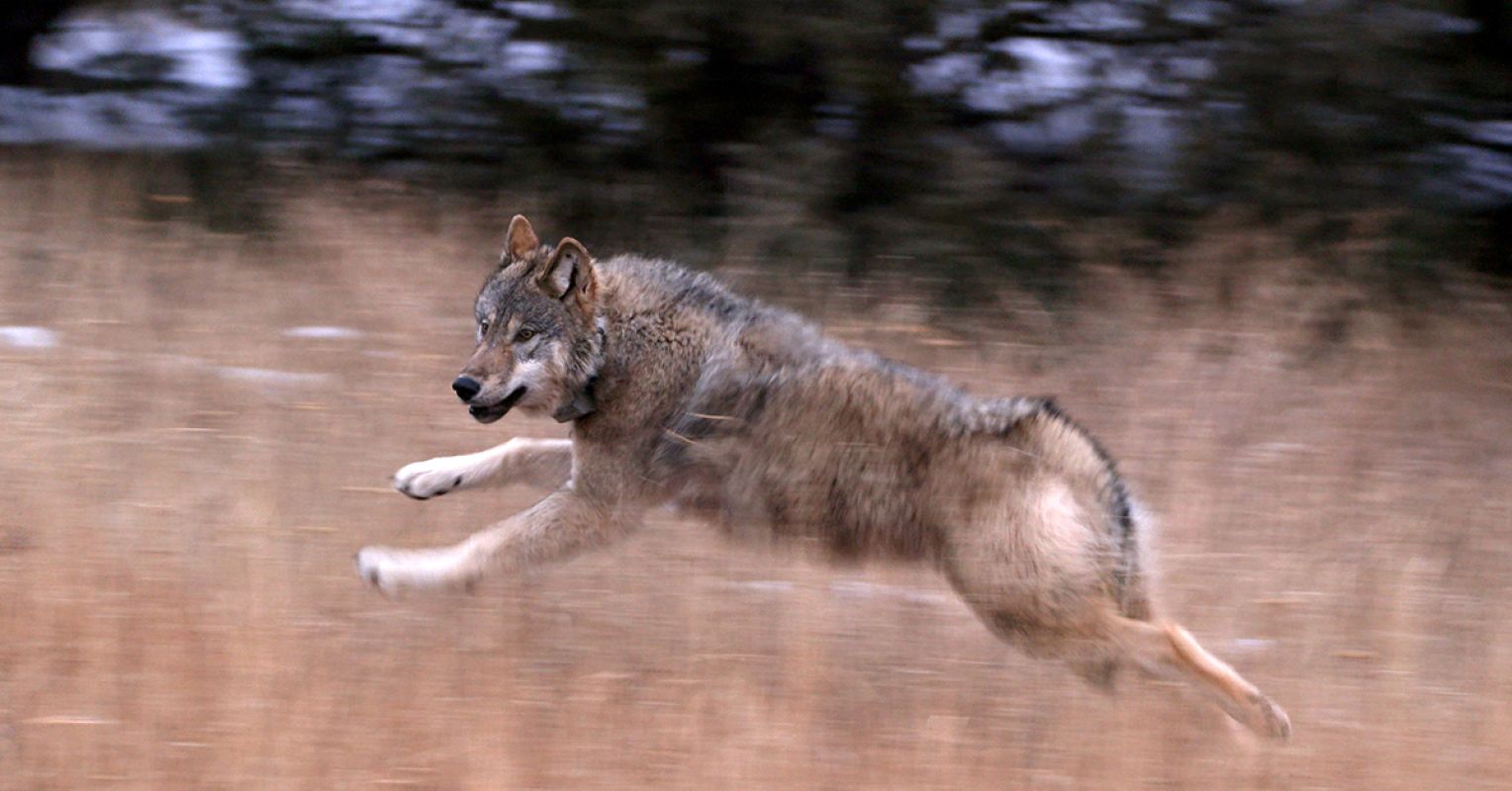 Colorado Wolves Receive Mixed Hellos and Muddy Media