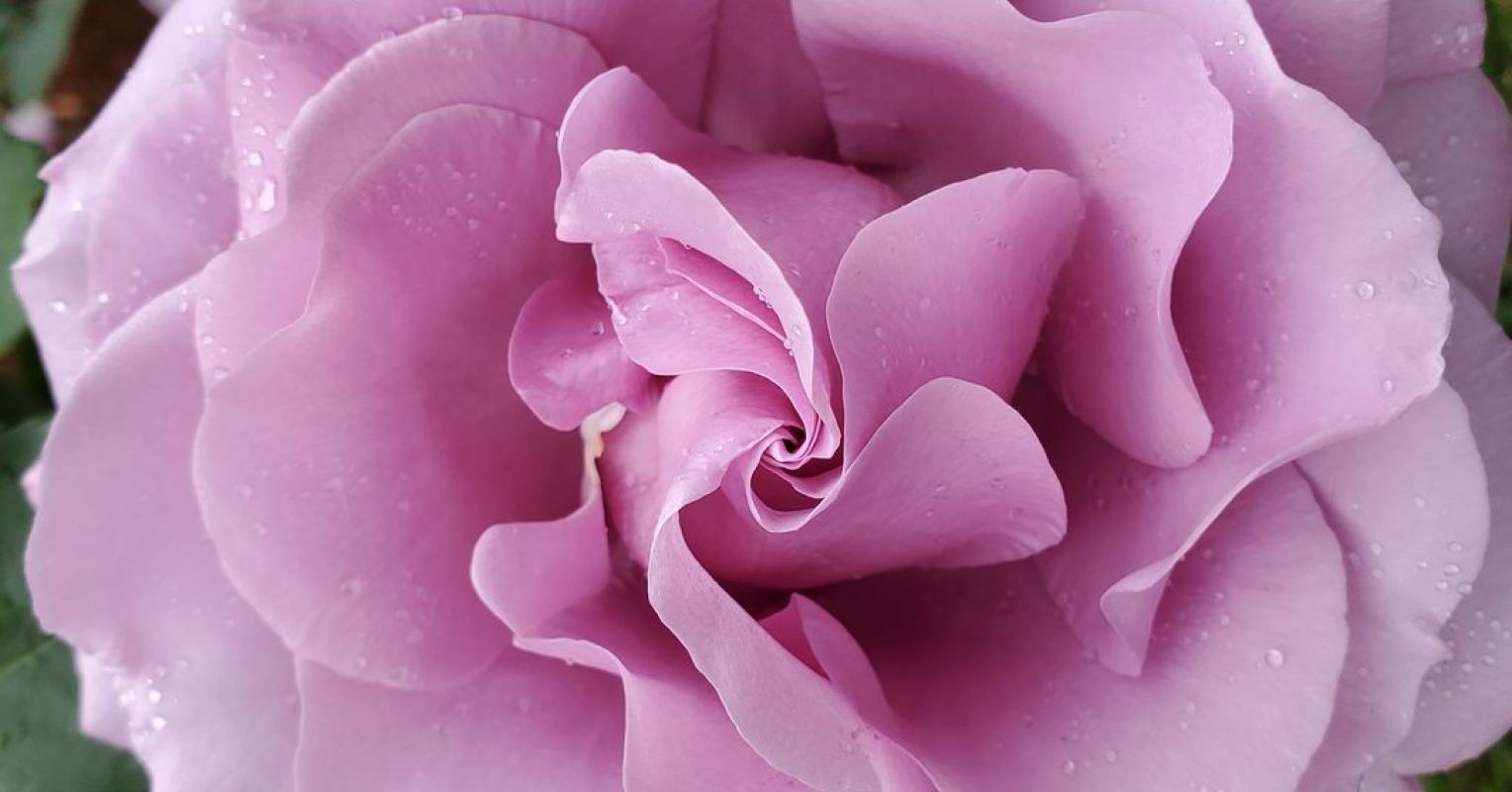 In Honor of Bereaved Mothers on Mother’s Day