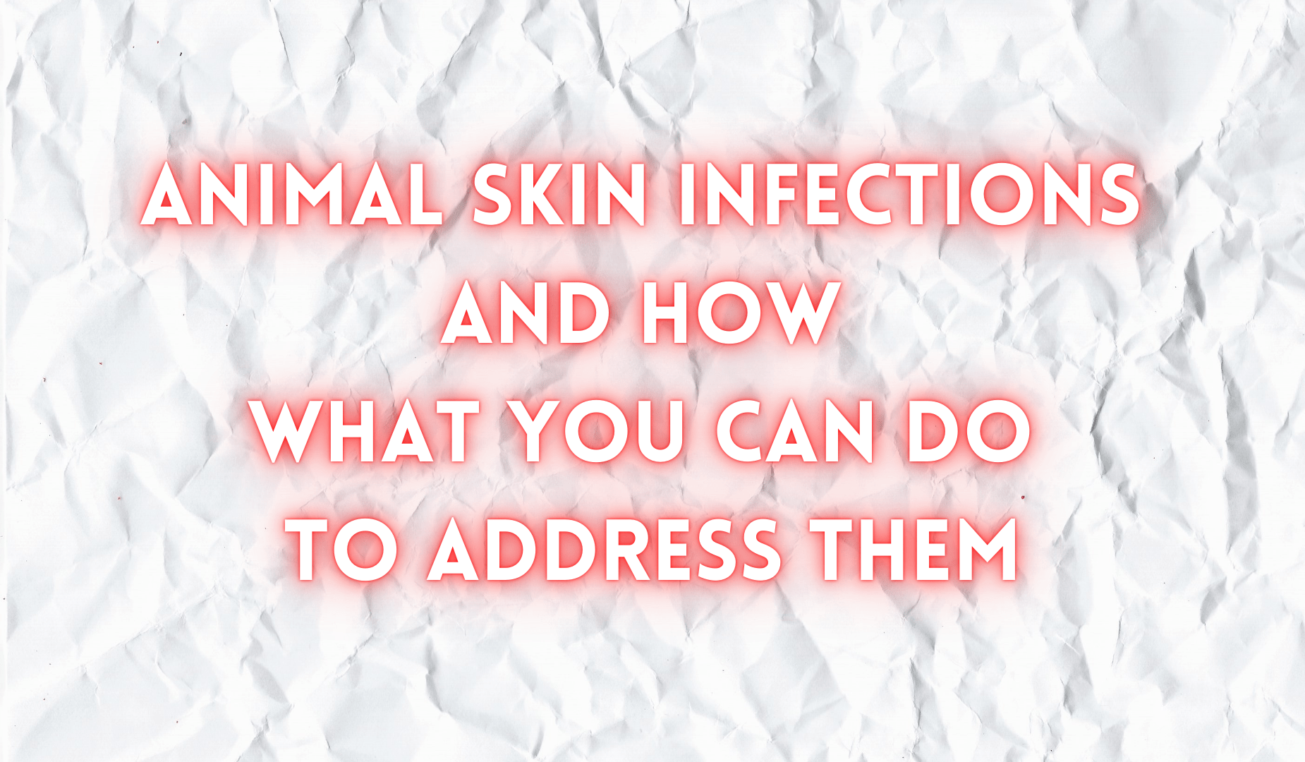 Animal Pores and skin Infections And How What You Can Do To Tackle Them