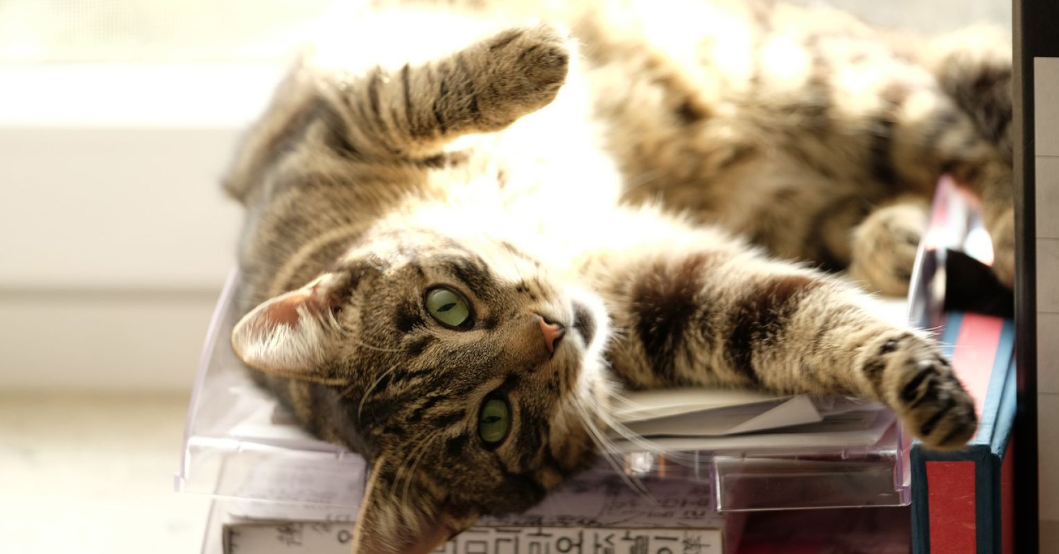 25 Easy Existence Hacks for a Happier Cat