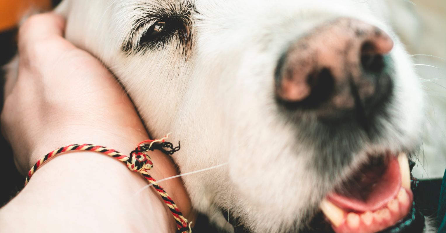 Ought to Pet Euthanasia Appointments Be Recorded?