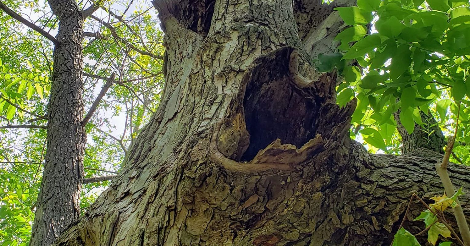 On the Deal with of It: Pareidolia