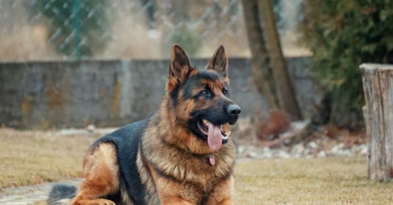 Can Dogs Fare Well on Plant-Based Diets?