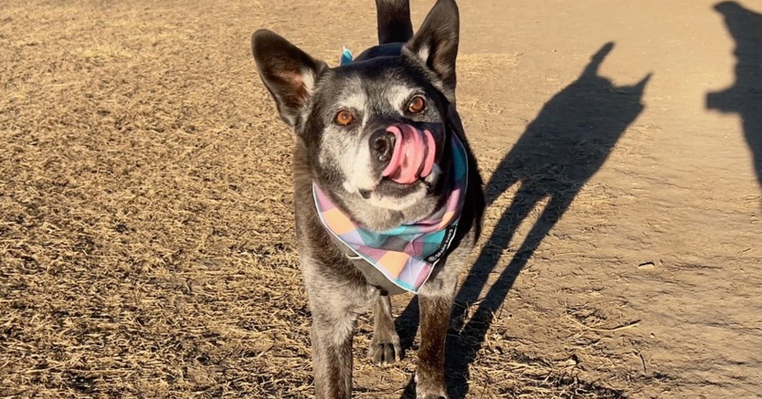 Doggy Chat: Why Not Say “Jelly” As a substitute of Yelling “No!”