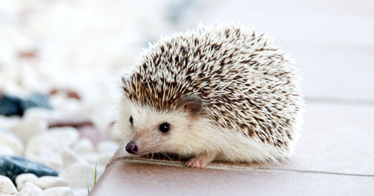 Anxiety and the Hedgehog’s Predicament