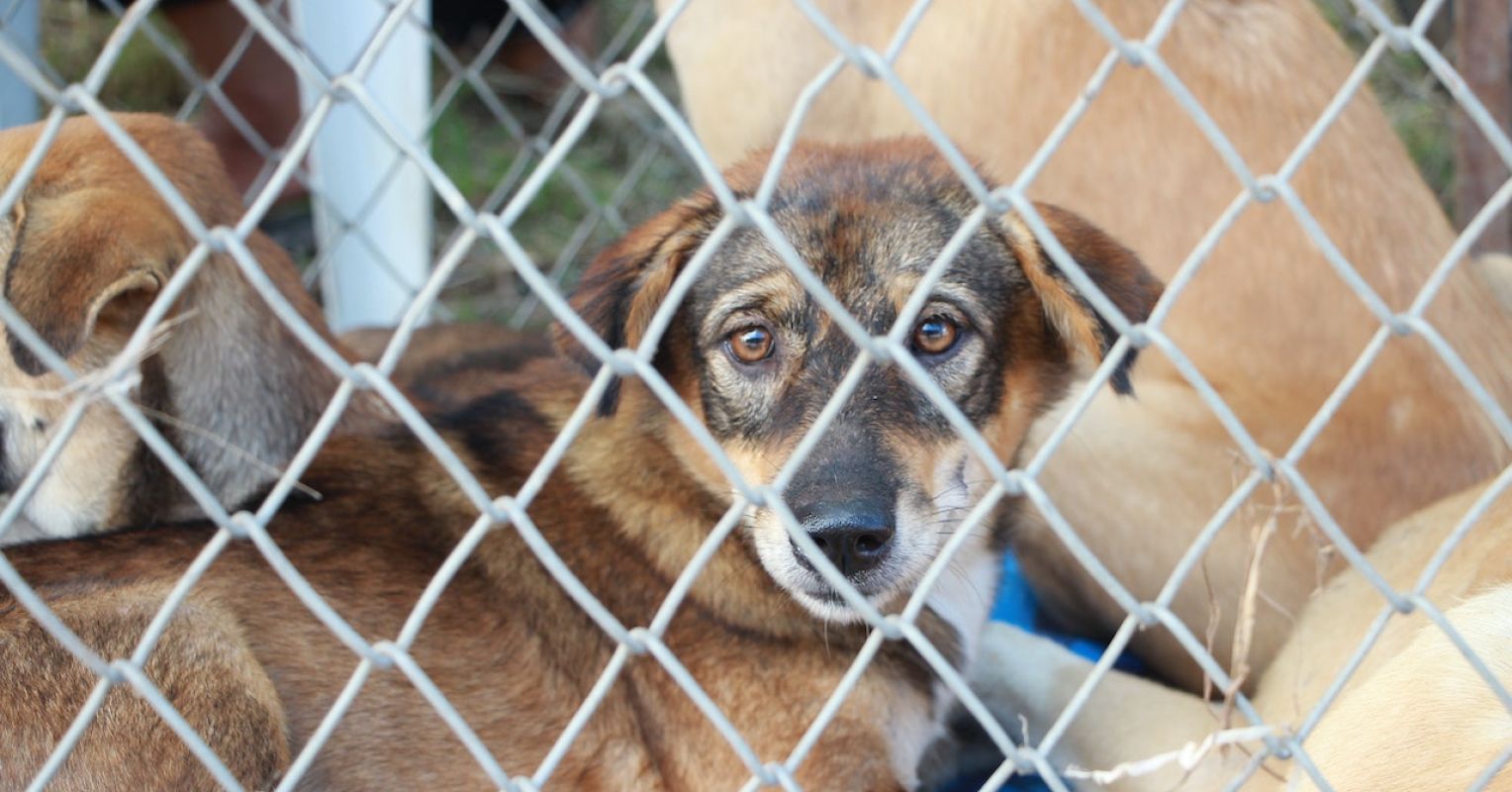 If Pet dogs Are Our Greatest Mates, Why Are There Puppy dog Mills?