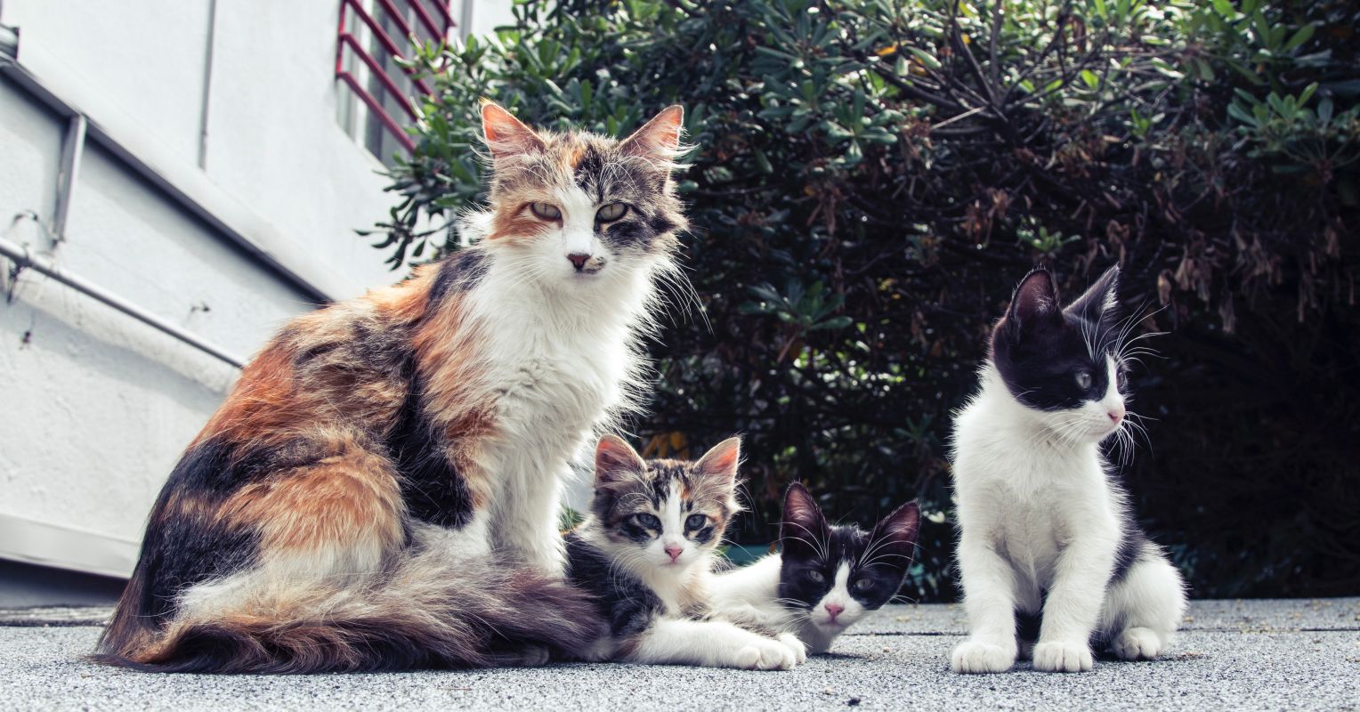The Hazards of Animal Hoarding