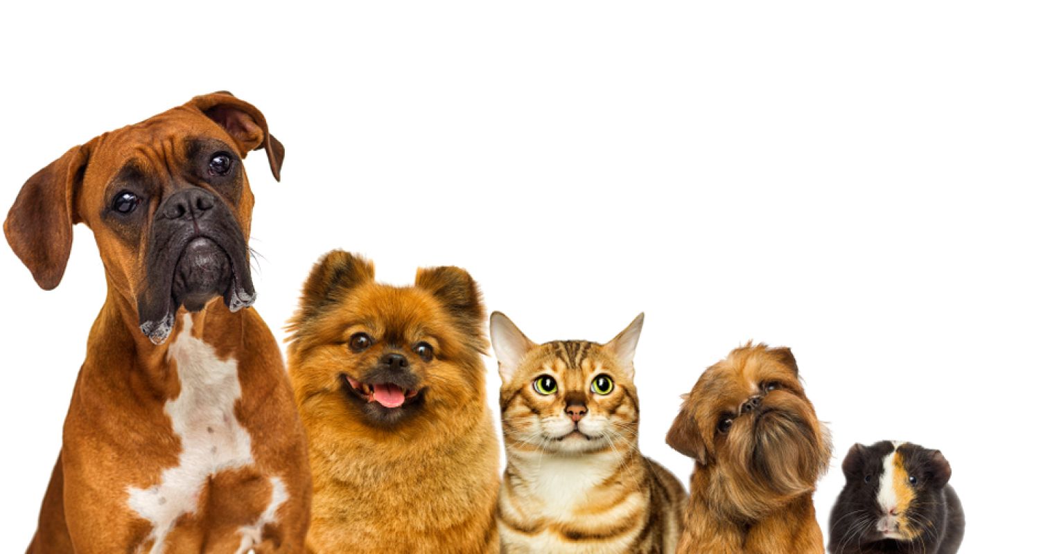 The Pleasure of Participating in With Animals