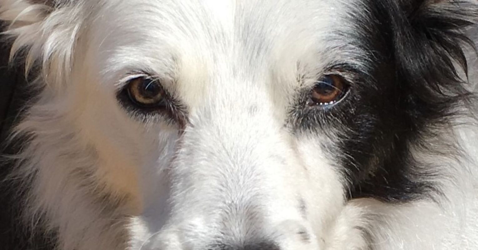 Quick Ways to Build Lengthy-Lasting Dog-Human Interactions