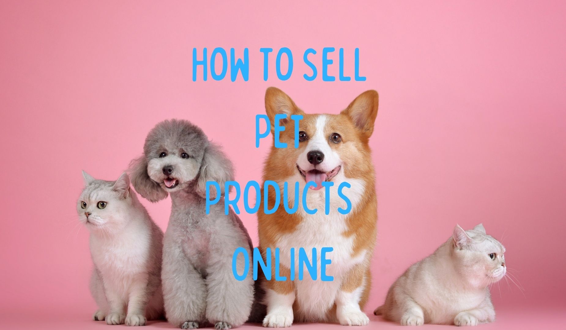 How To Offer Pet Goods On-line