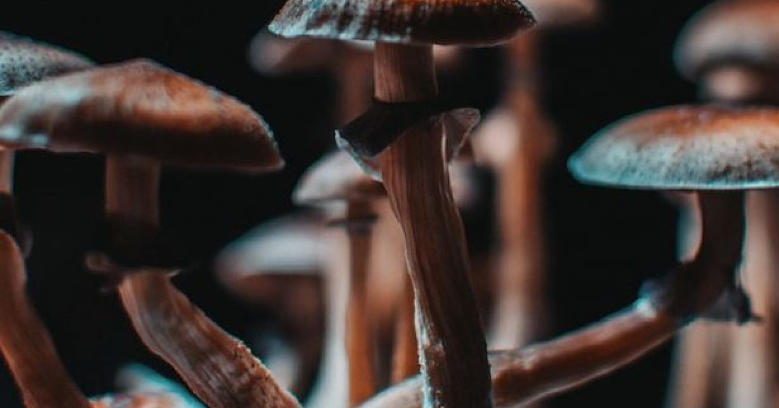 Mushroom Drug May Show Magical in Treating Depression
