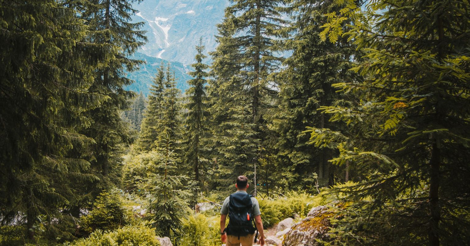 Reclaiming Serene: Nature’s Part in Write-up-Pandemic Everyday living