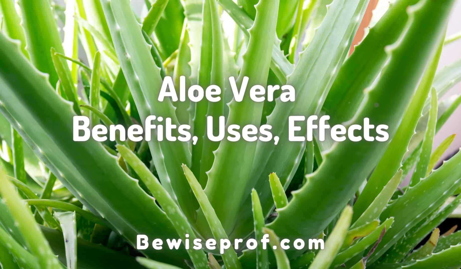 Aloe Vera Added benefits, Employs, Consequences And All You Need To Know