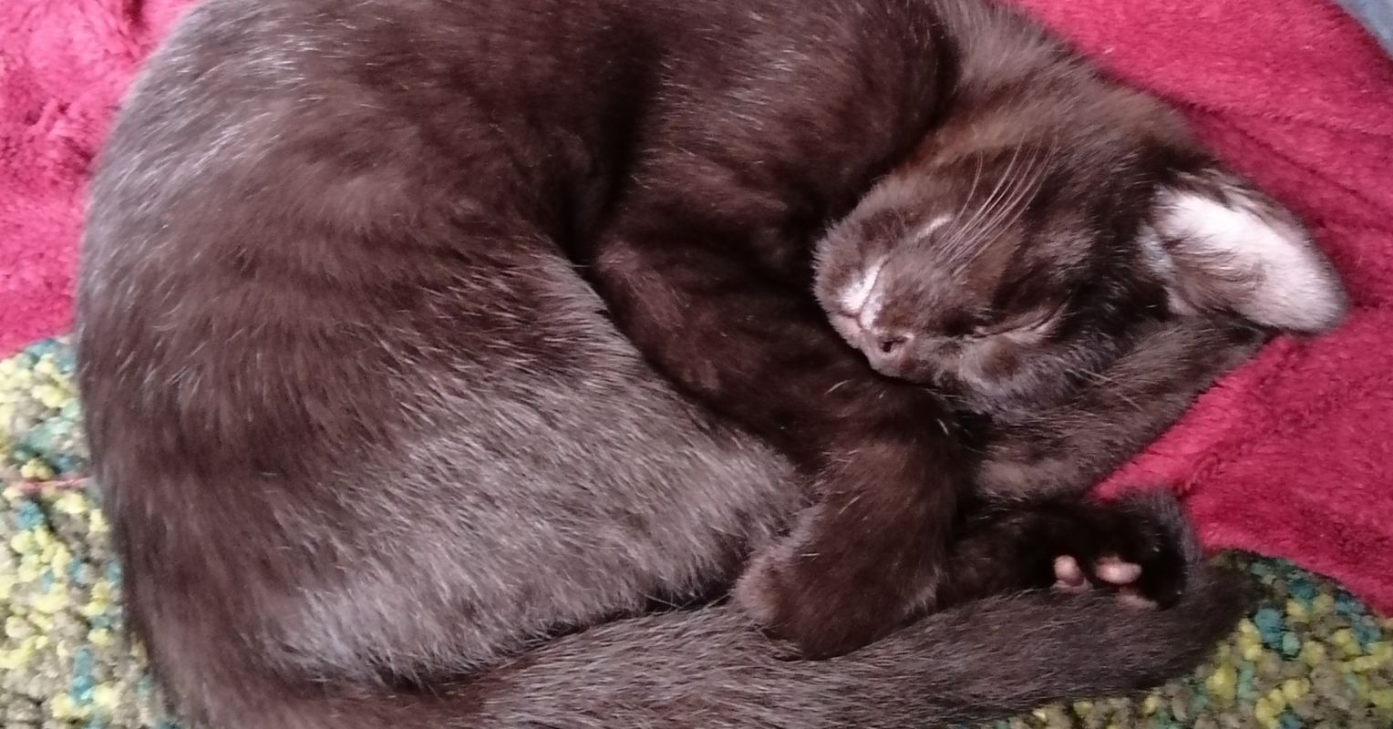 Why (and How) Cats Purr?