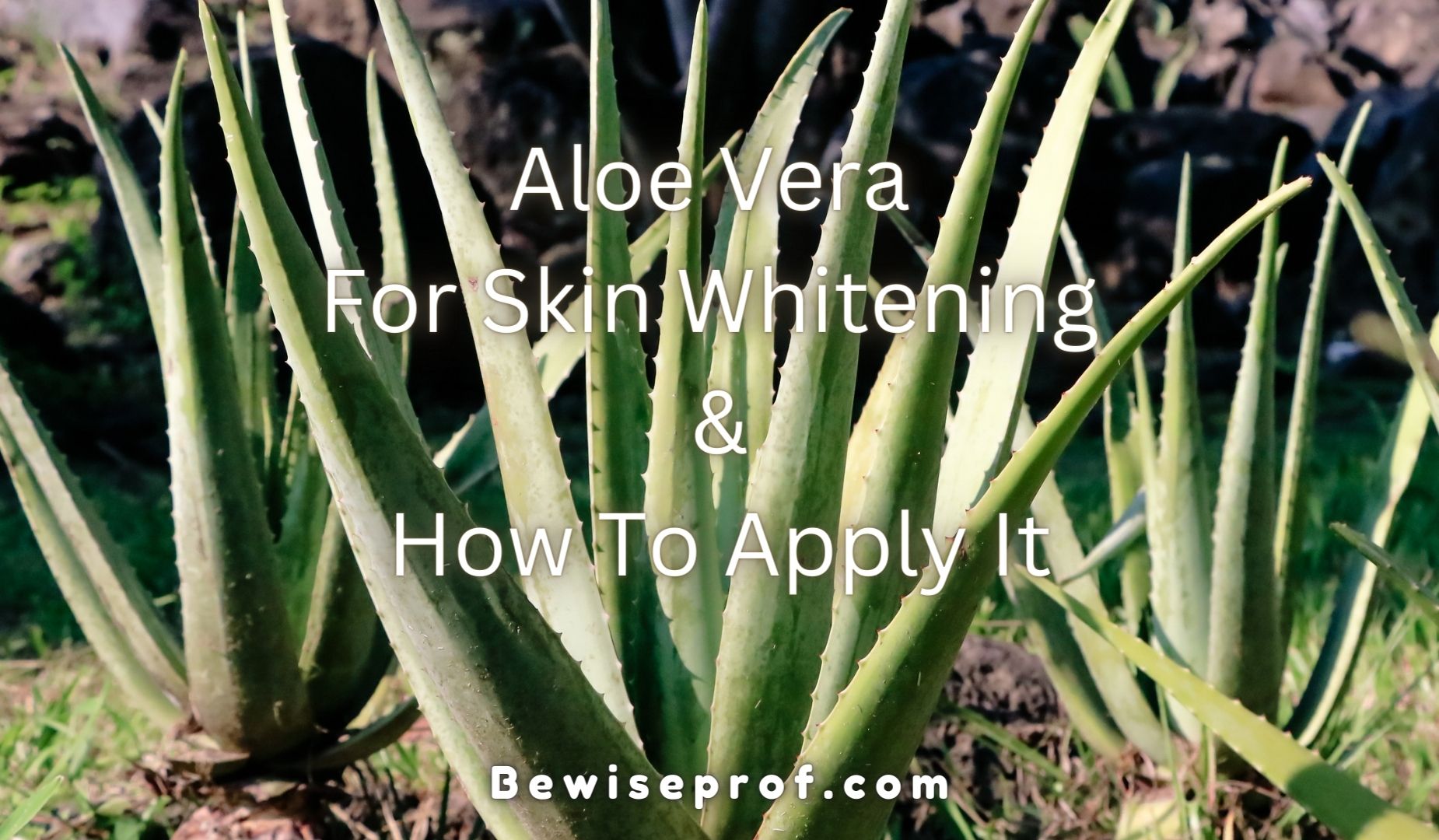 Aloe Vera For Skin Whitening And How To Apply It