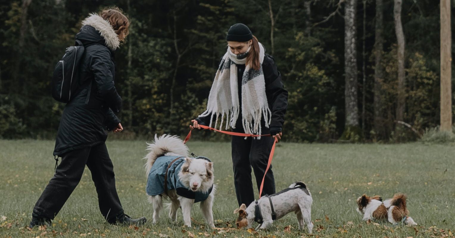 Are Doggy Men and women Much more Eye-catching?