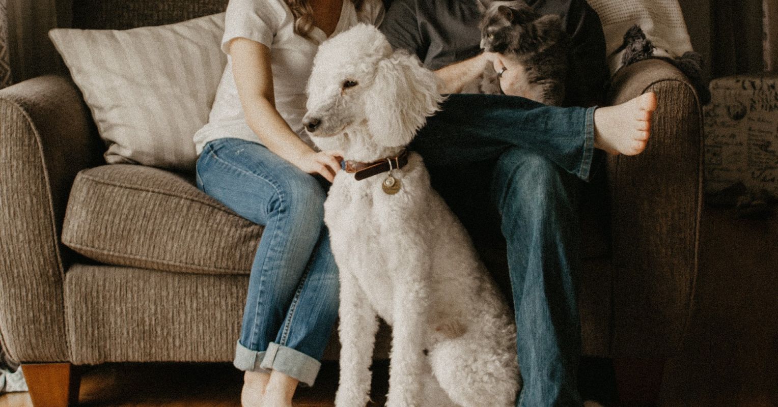 Can Pet dog and Cat Folks Make It Do the job Romantically?